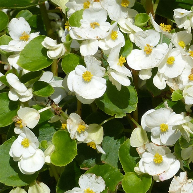 Bégonia semperflorens Super Olympia blanc (Flowering)