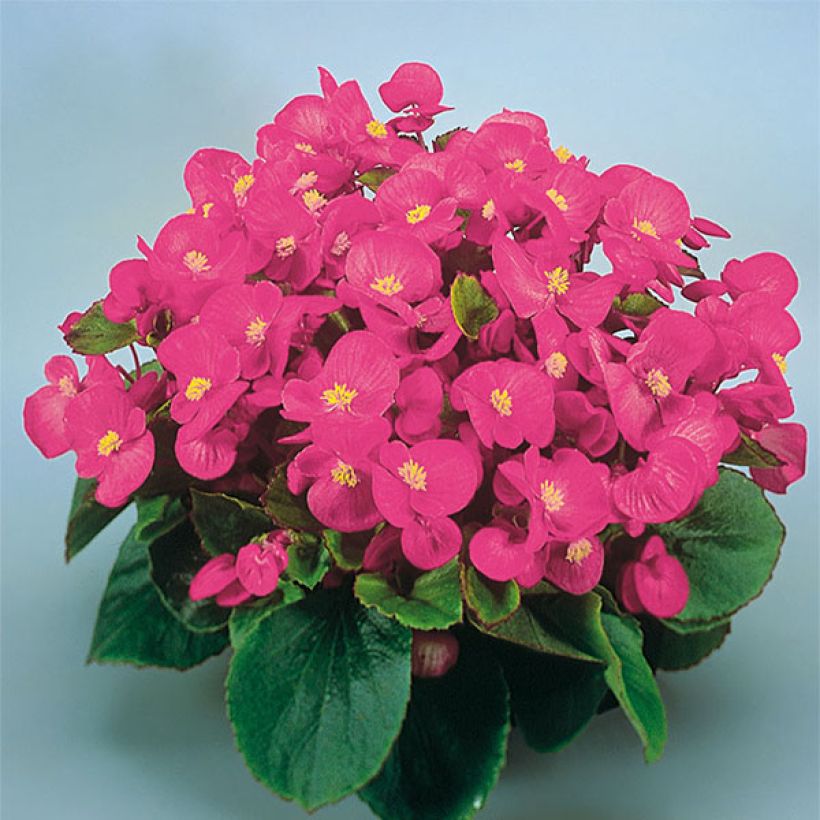 Bégonia semperflorens Super Olympia Rose (Flowering)