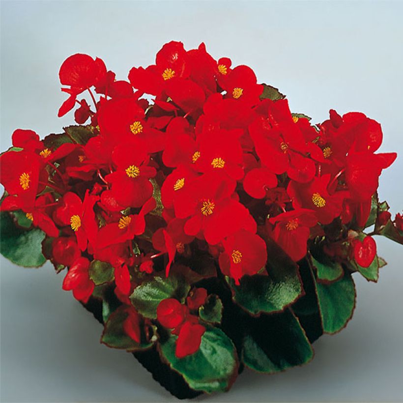 Bégonia semperflorens Super Olympia rouge (Flowering)