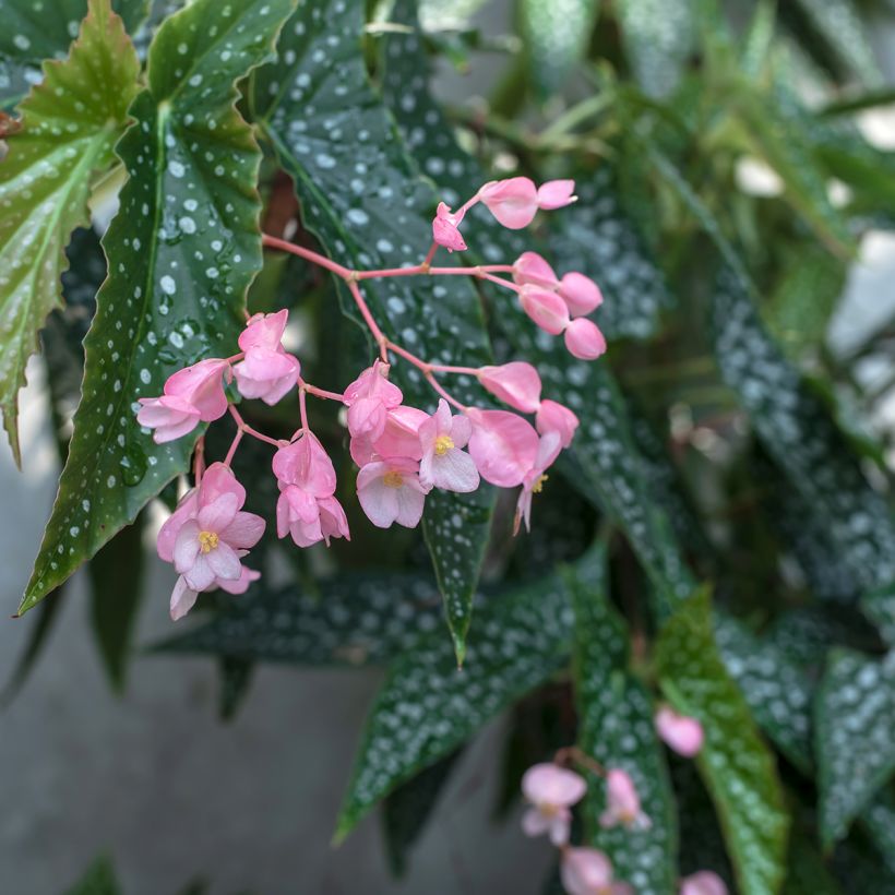 Begonia Wings maculata Silverspot - Bégonia Bambou (Flowering)