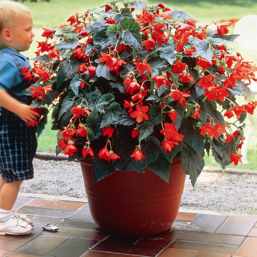 Bégonia retombant Skaugum - Begonia bertinii (Plant habit)