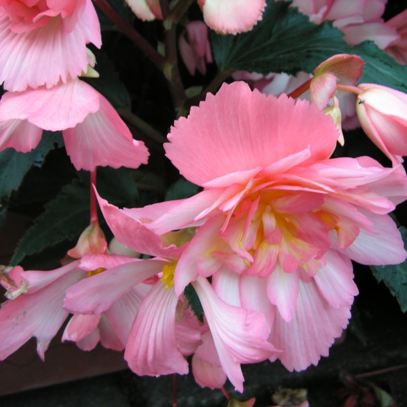 Graines de Bégonia retombant Chanson Pink and White Bicolor - Begonia x tuberhybrida pendula (Flowering)