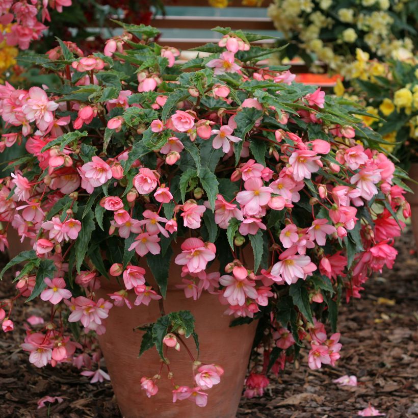 Graines de Bégonia retombant Chanson Pink and White Bicolor - Begonia x tuberhybrida pendula (Plant habit)