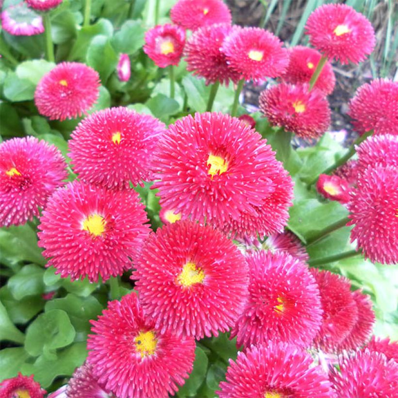 Pâquerette Tasso Rouge Mini-motte - Mottes de 3,8 x 3,2 cm en plaque de culture par 16 (Flowering)