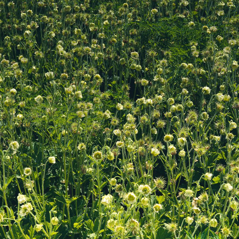 Benoîte des rives Album (Plant habit)