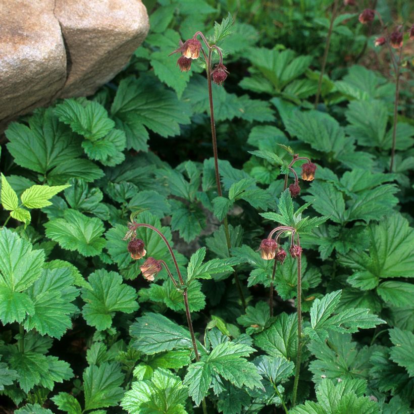 Benoîte des rives (Plant habit)