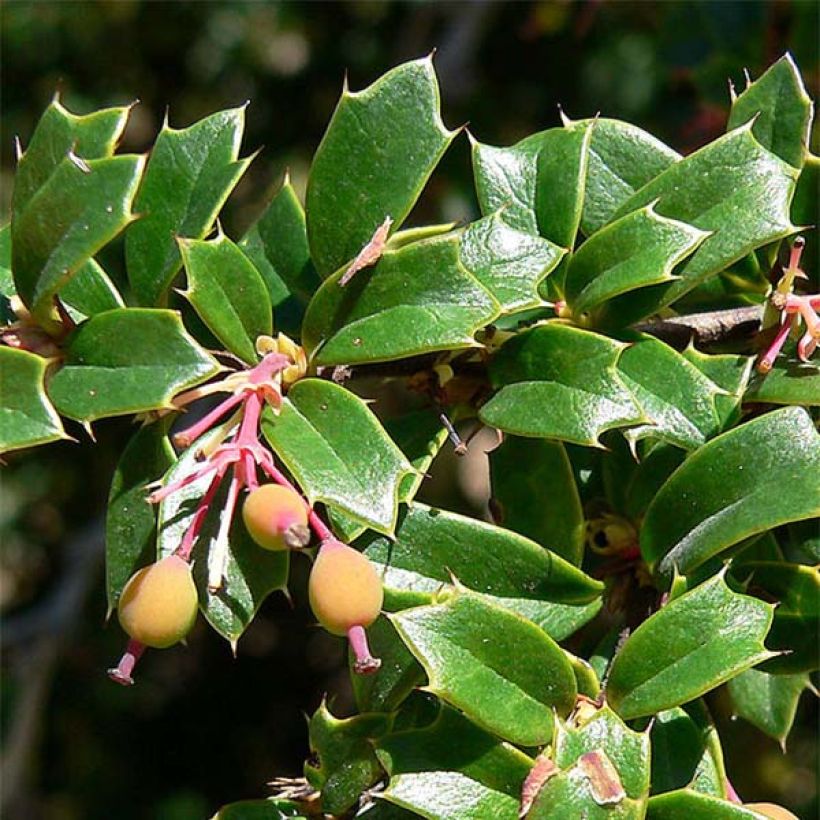 Berberis darwinii - Epine-vinette de Darwin (Foliage)