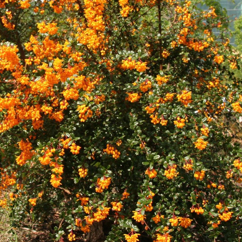 Berberis darwinii - Epine-vinette de Darwin (Flowering)