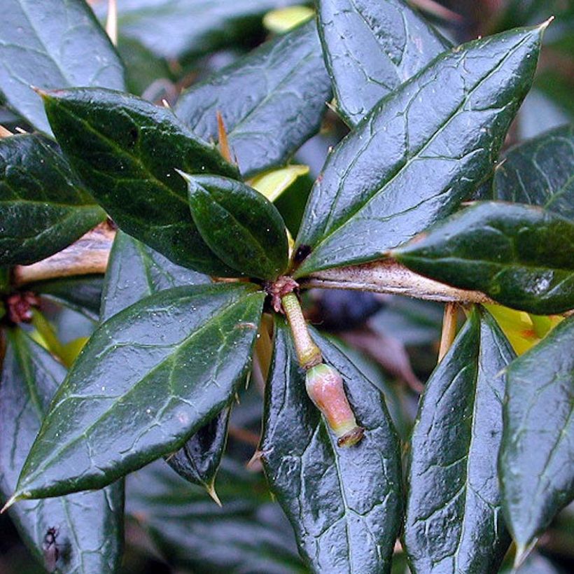 Berberis frikartii Amstelveen - Epine-vinette de Frikart. (Foliage)