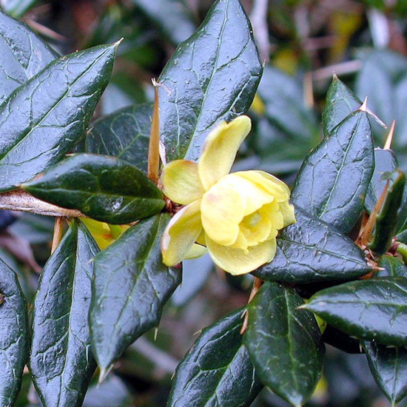 Berberis frikartii Amstelveen - Epine-vinette de Frikart. (Flowering)