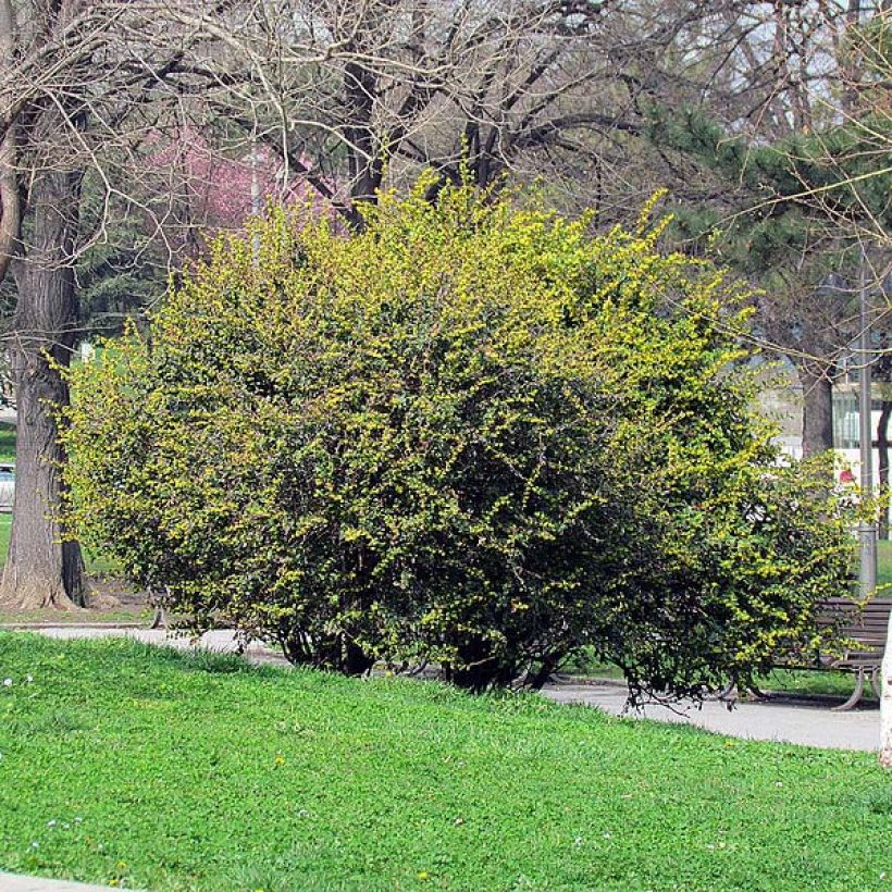 Berberis julianae - Epine-vinette de Saint Julien (Plant habit)