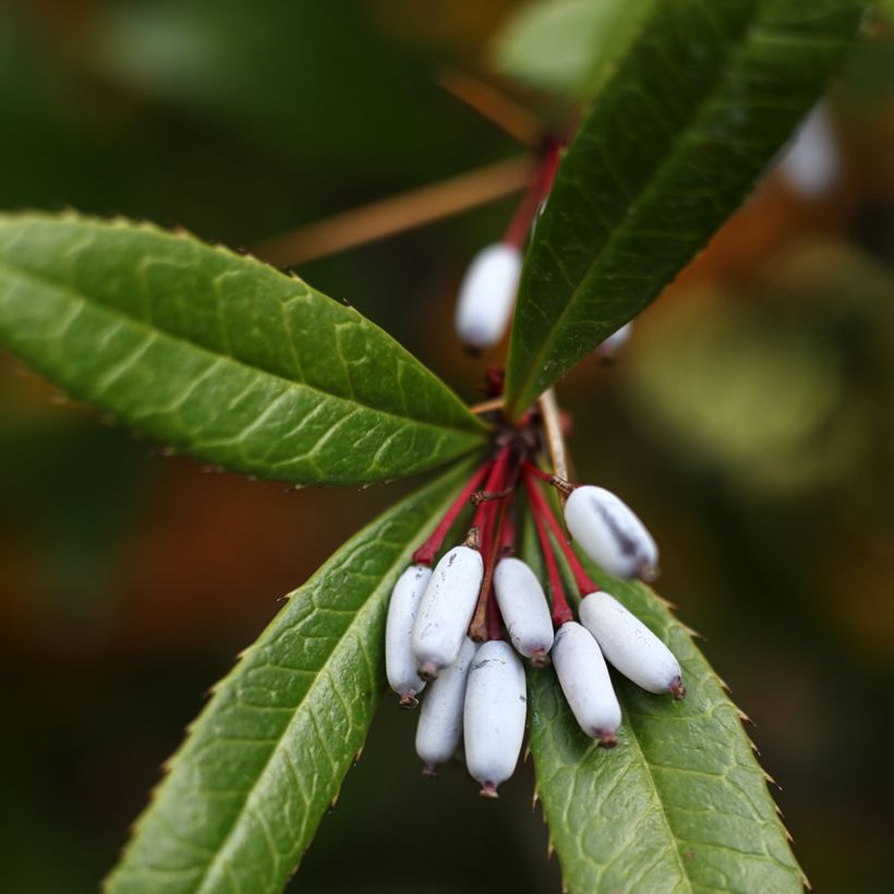 Berberis julianae - Epine-vinette de Saint Julien (Harvest)