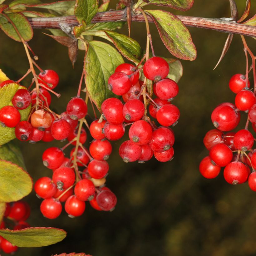Berberis koreana - Epine-vinette de Corée (Harvest)