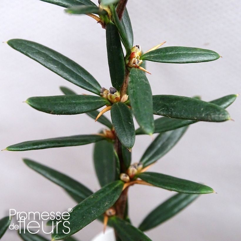 Berberis linearifolia Orange King - Epine-vinette (Foliage)