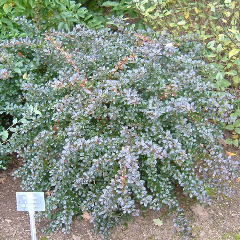 Berberis media Red Jewel - Epine-vinette (Plant habit)