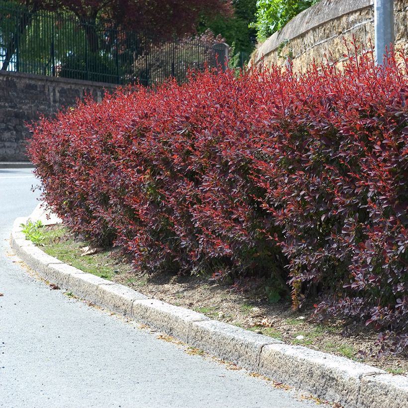 Berberis ottawensis Auricoma - Epine-vinette. (Plant habit)