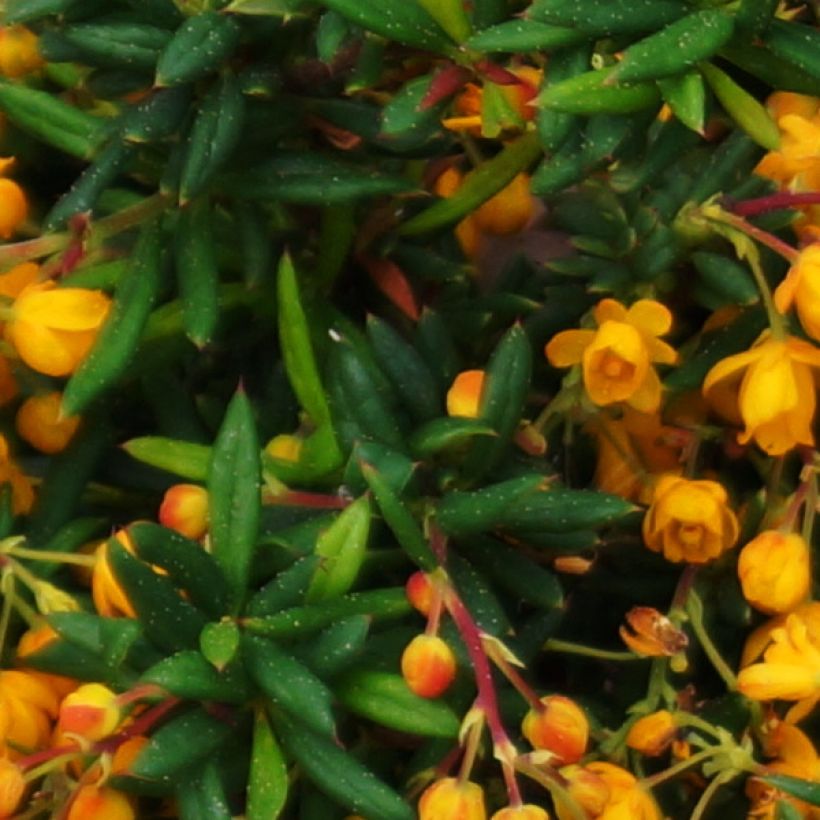 Berberis stenophylla Corallina Compacta (Foliage)