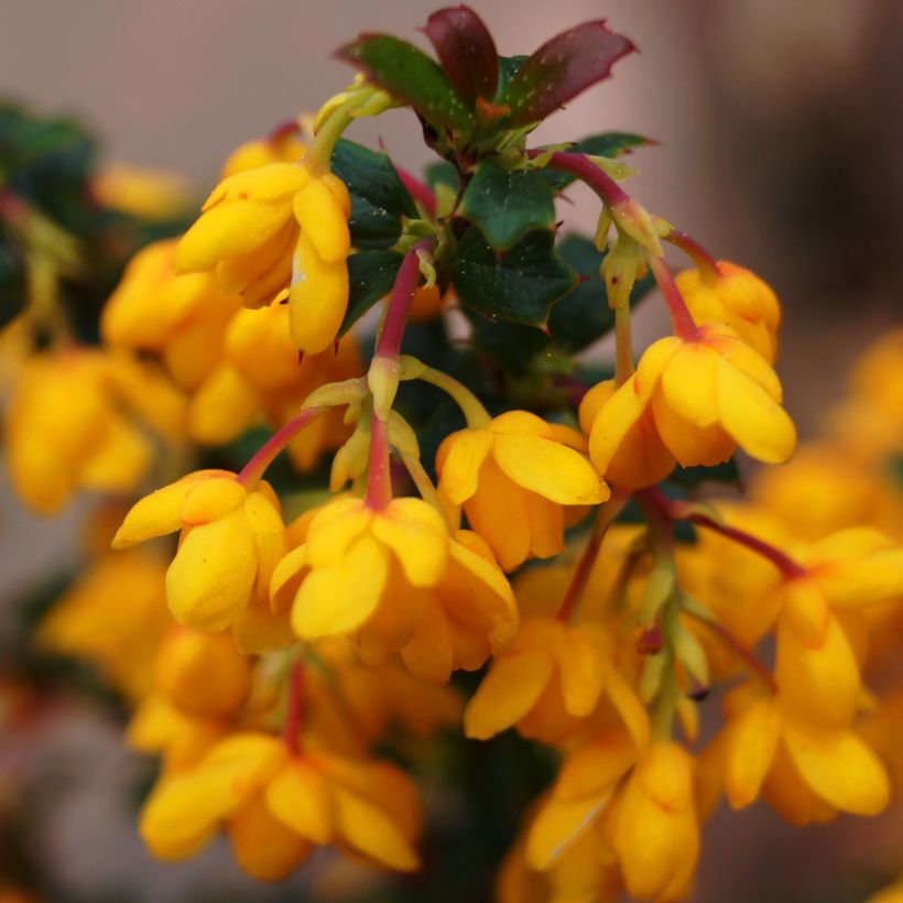 Berberis stenophylla Corallina Compacta (Flowering)
