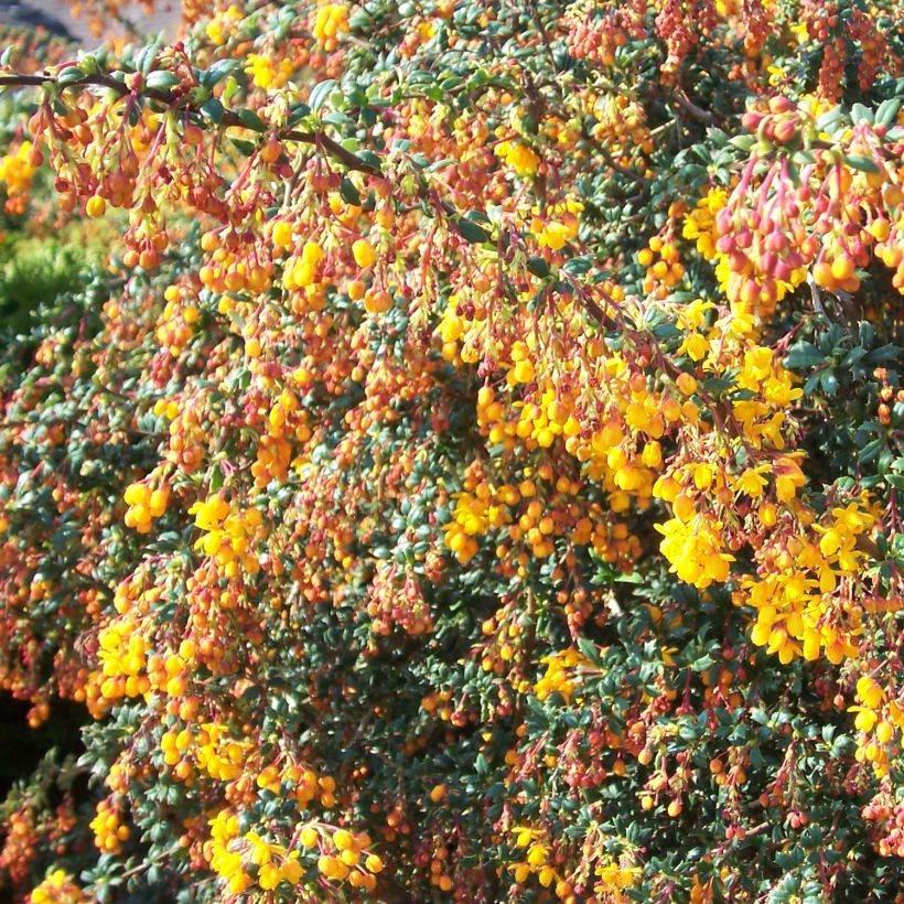 Berberis stenophylla Corallina Compacta (Plant habit)