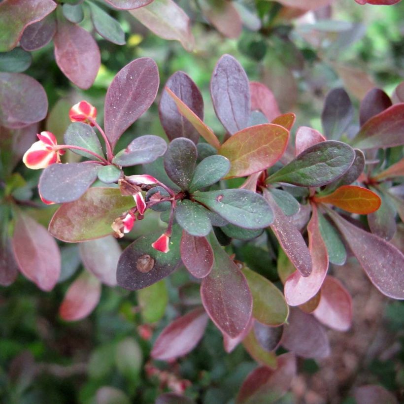 Berberis thunbergii - Epine-vinette de Thunberg  (Foliage)
