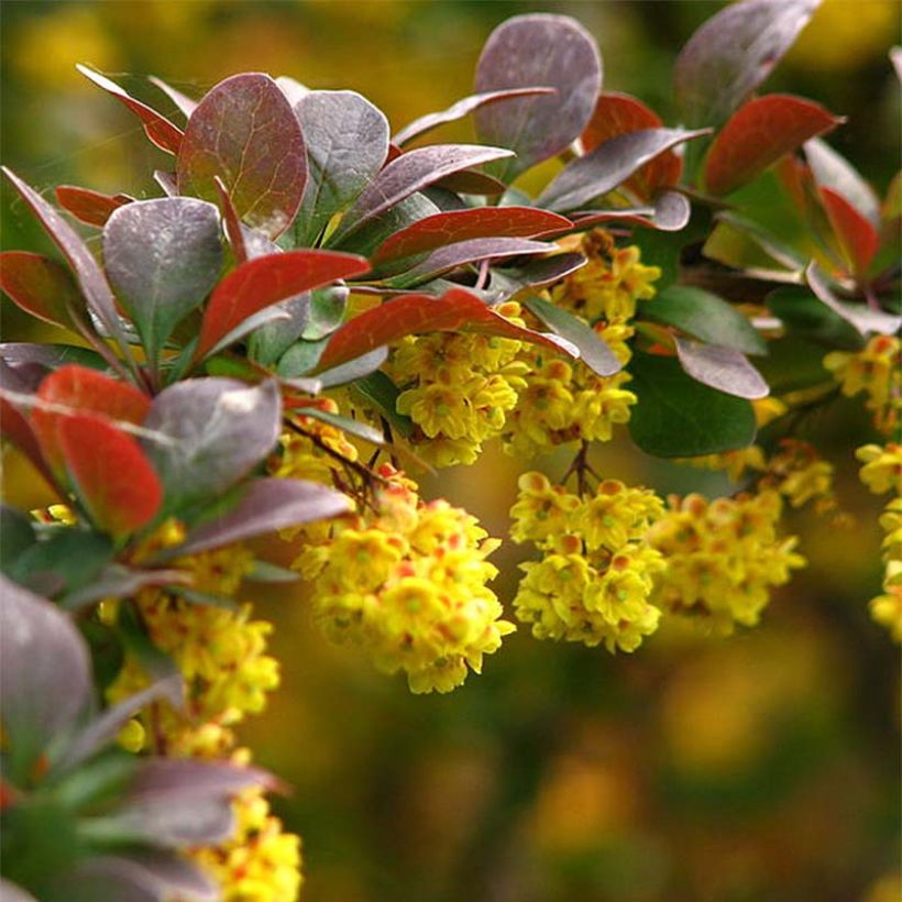 Berberis thunbergii - Epine-vinette de Thunberg  (Flowering)