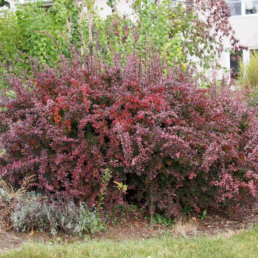 Berberis thunbergii - Epine-vinette de Thunberg  (Plant habit)