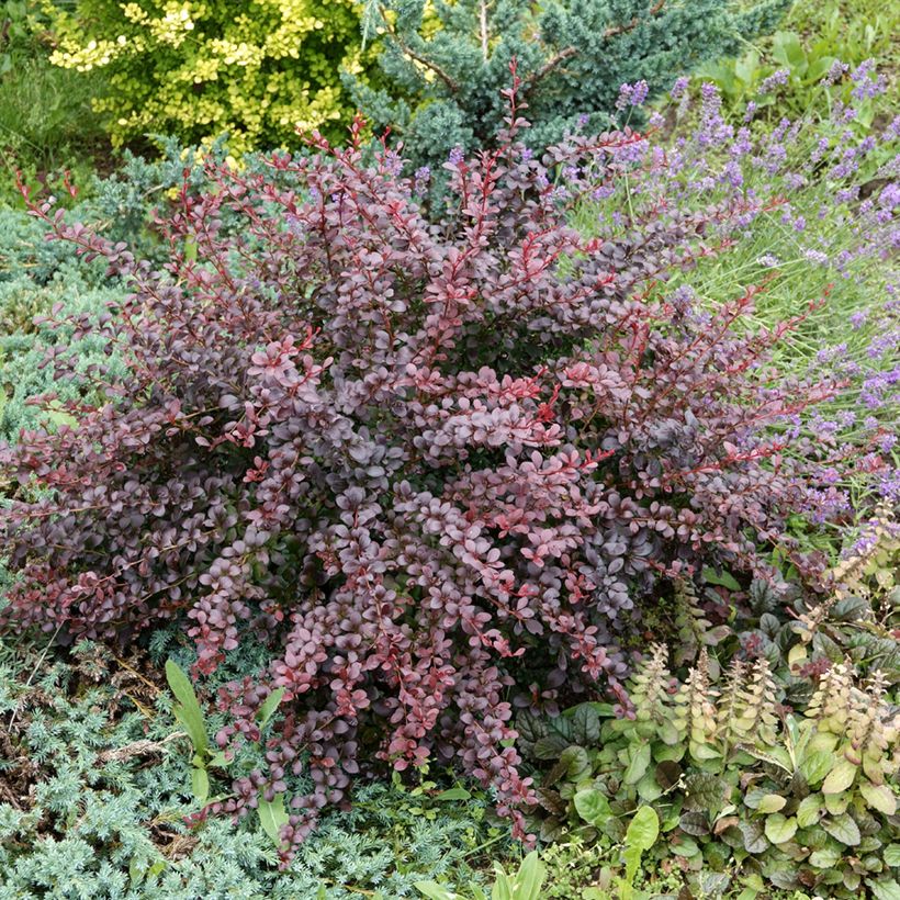Berberis thunbergii Atropurpurea - Epine-vinette (Plant habit)