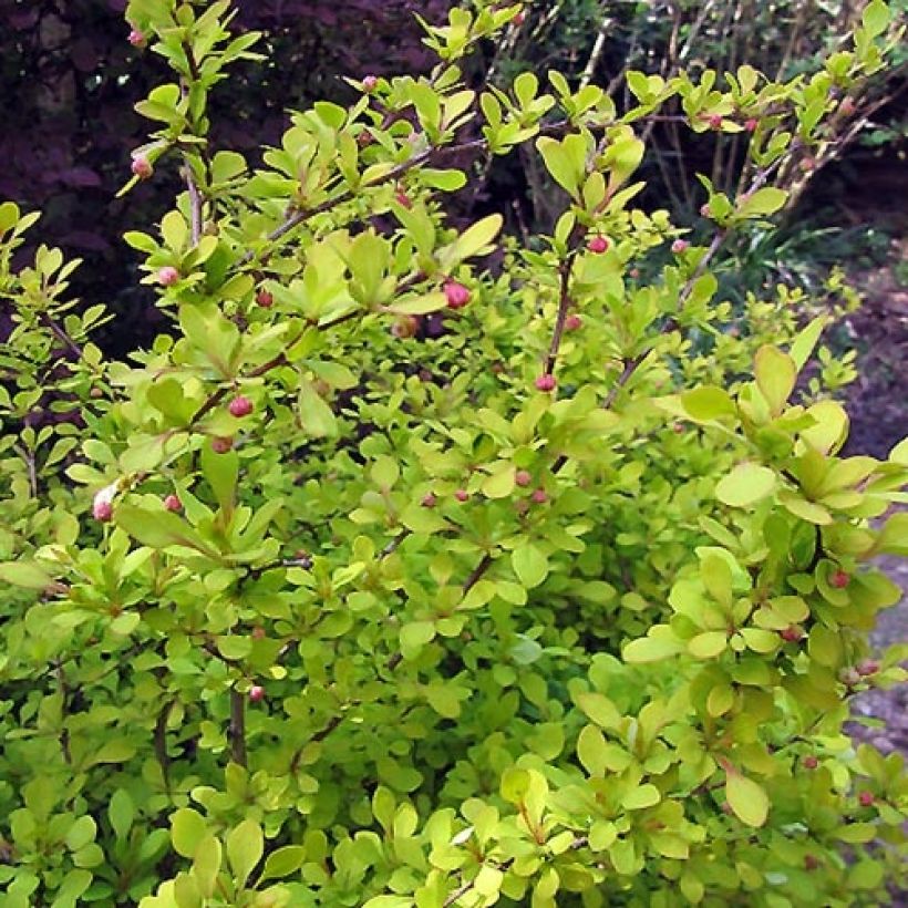 Berberis thunbergii Aurea - Epine-vinette (Foliage)