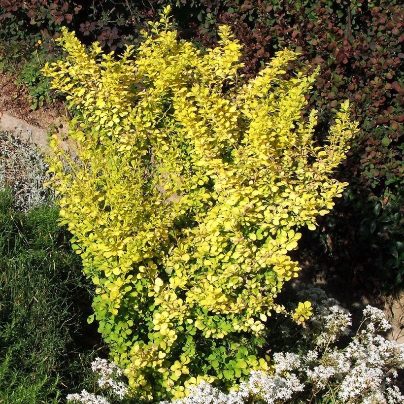 Berberis thunbergii Aurea - Epine-vinette (Plant habit)