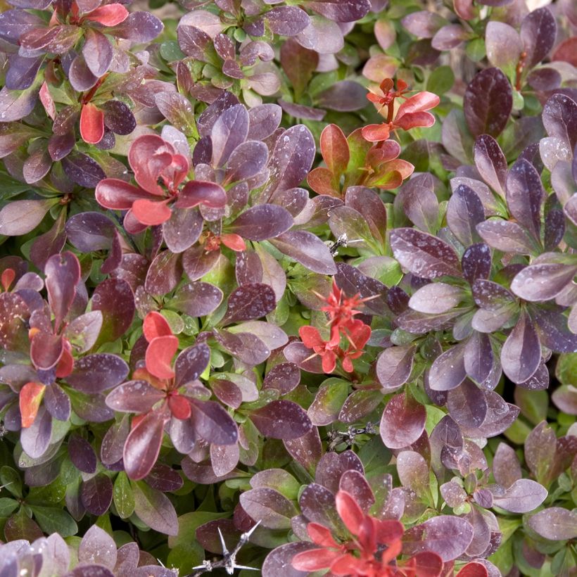 Berberis thunbergii Cabernet - Epine-vinette (Foliage)