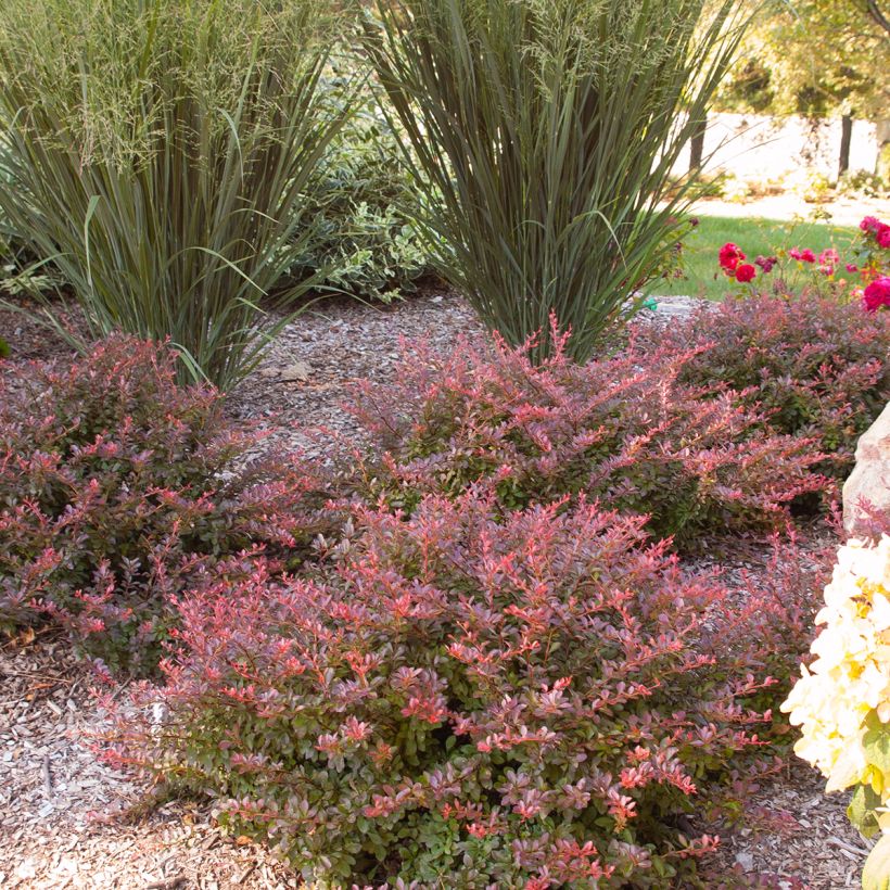 Berberis thunbergii Cabernet - Epine-vinette (Plant habit)