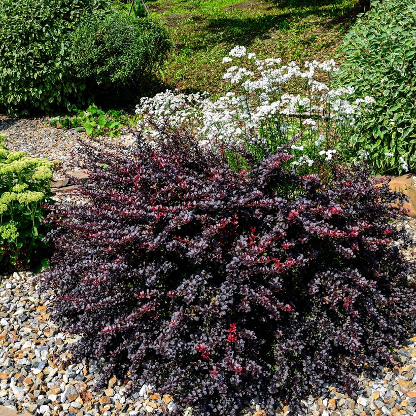 Berberis thunbergii Concorde - Épine-vinette (Plant habit)