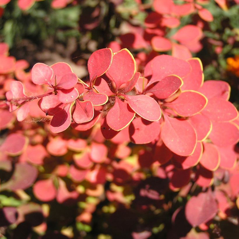 Berberis thunbergii Fireball - Epine-vinette (Foliage)