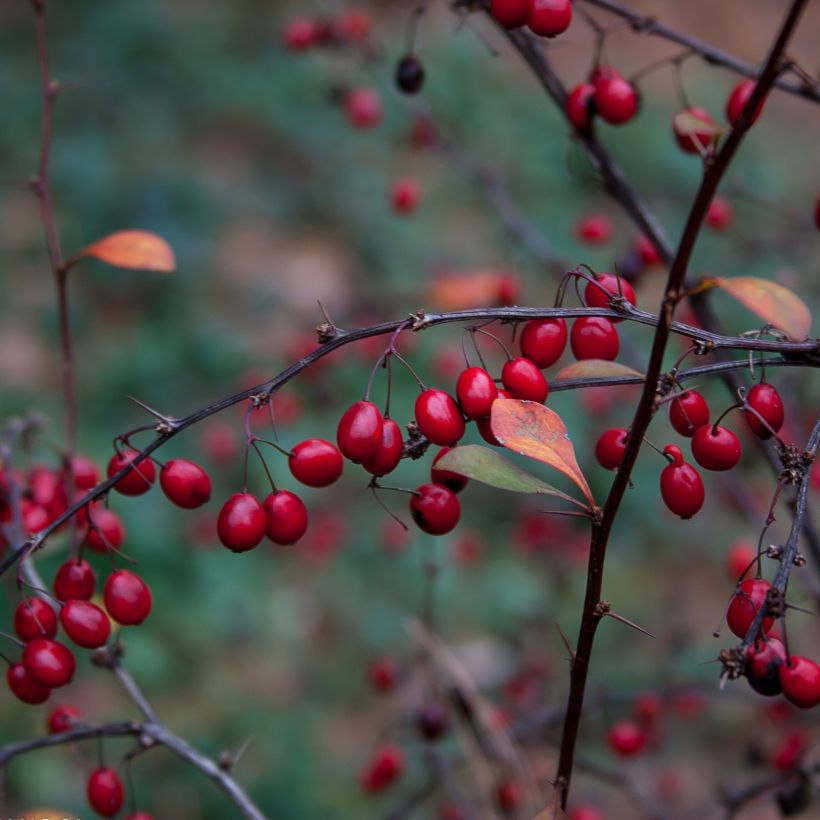 Berberis thunbergii Fireball - Epine-vinette (Harvest)