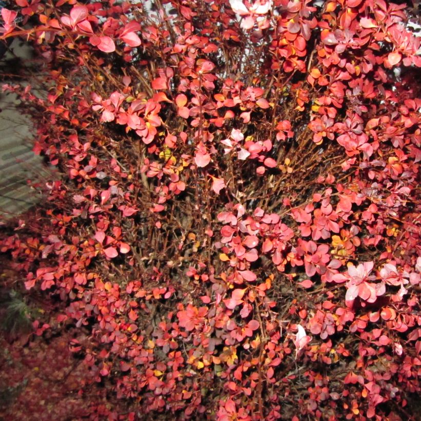 Berberis thunbergii Fireball - Epine-vinette (Plant habit)