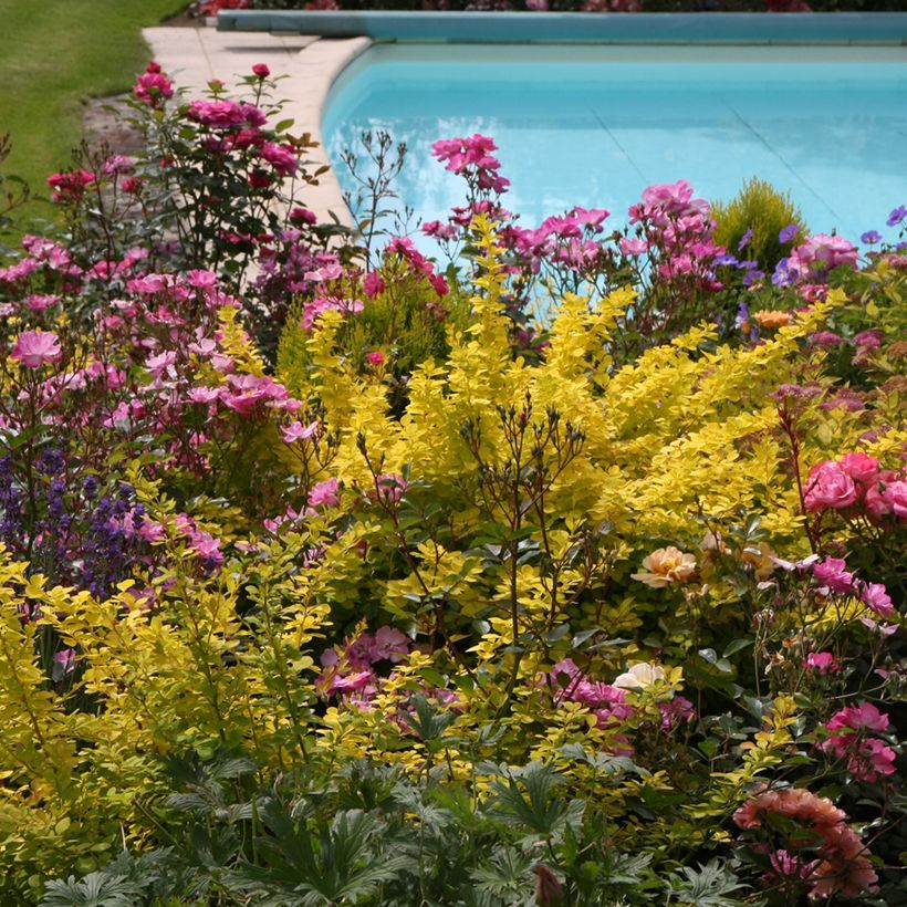 Berberis thunbergii Golden Carpet - Epine-vinette (Plant habit)