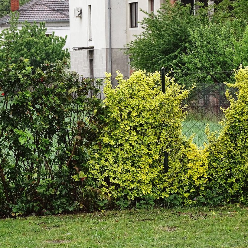 Berberis thunbergii Golden Dream - Épine-vinette (Plant habit)