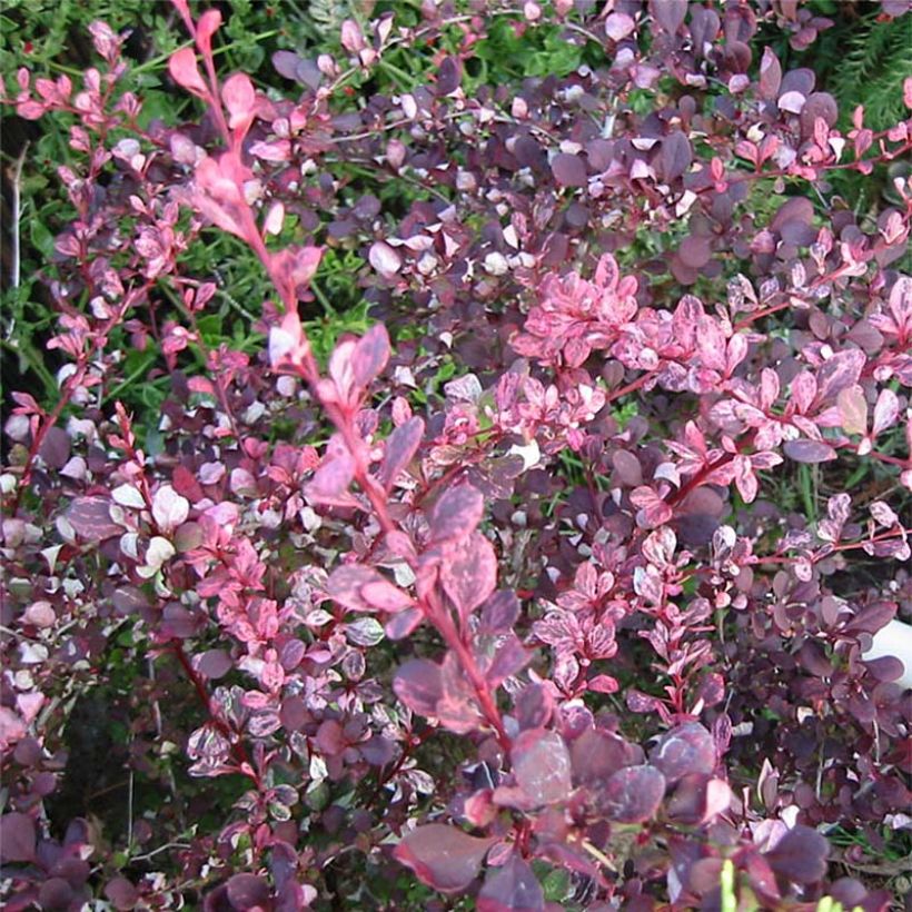 Berberis thunbergii Harlequin - Epine-vinette (Foliage)