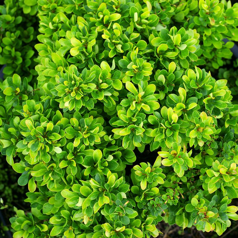 Berberis thunbergii Kobold - Épine-vinette naine (Foliage)