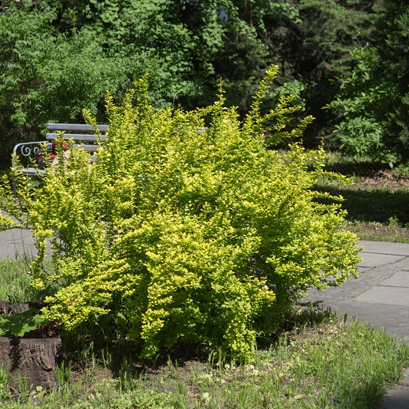 Berberis thunbergii Maria - Épine-vinette (Plant habit)