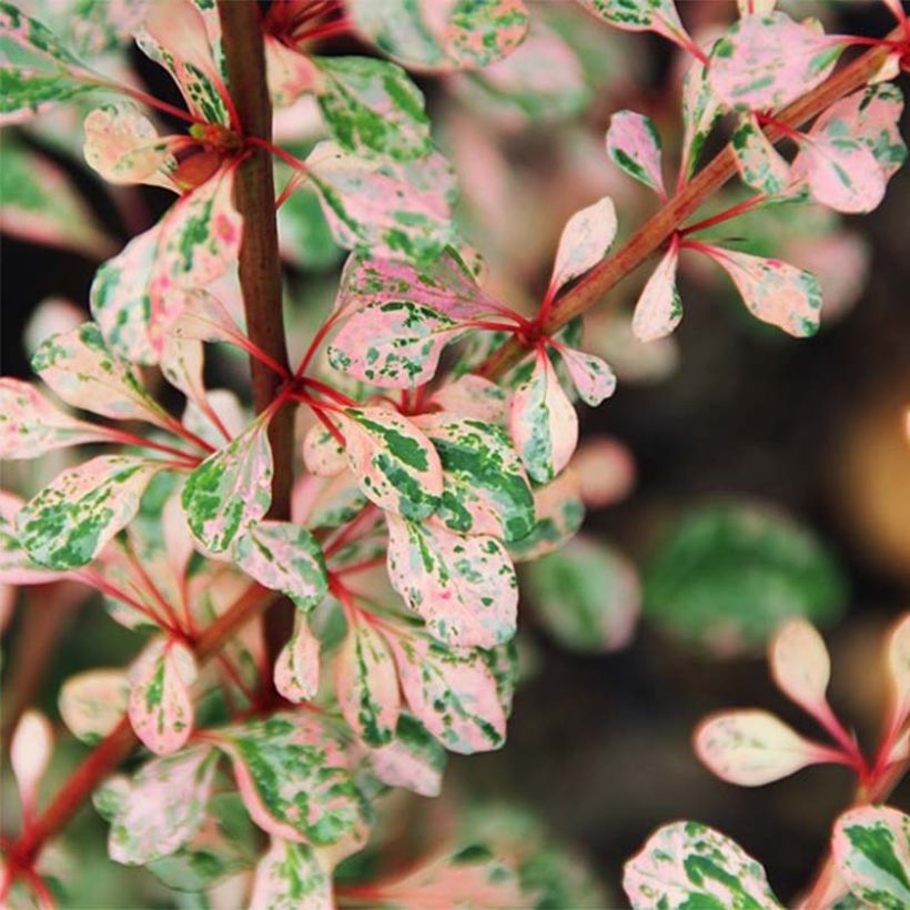 Berberis thunbergii Natasza (Foliage)