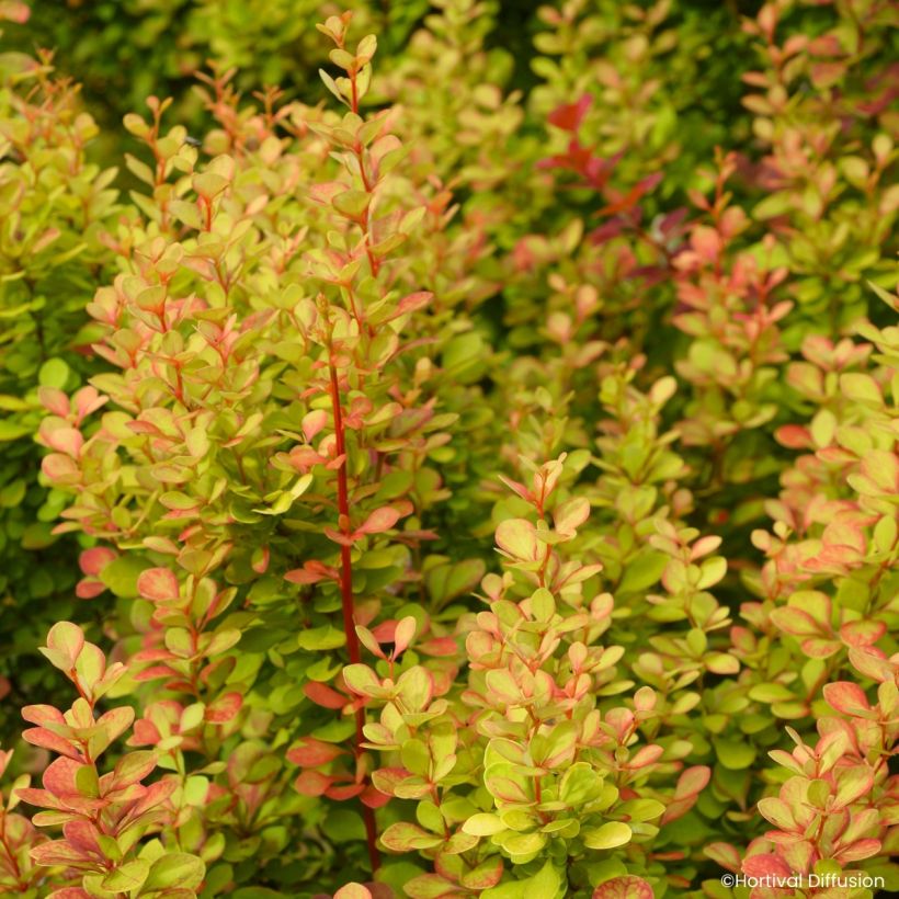 Berberis thunbergii Orange Torch - Epine-vinette (Foliage)