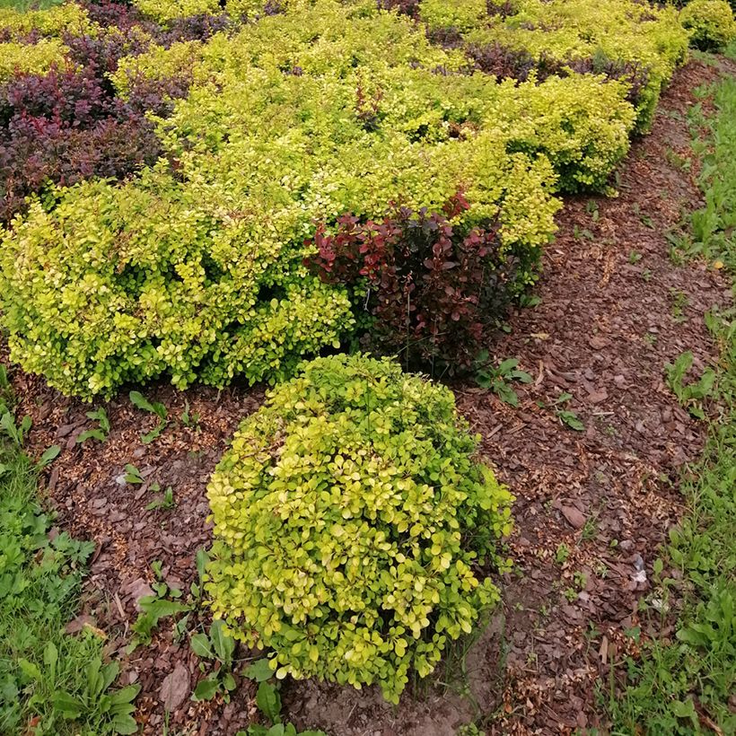 Berberis thunbergii Tiny Gold - Epine vinette (Plant habit)