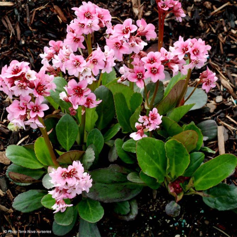Bergénia Pink Dragonfly (Plant habit)