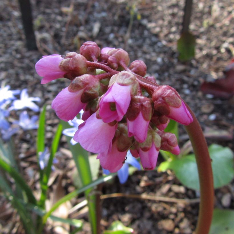 Bergenia Eden's Magic Giant - Plante des savetiers (Flowering)