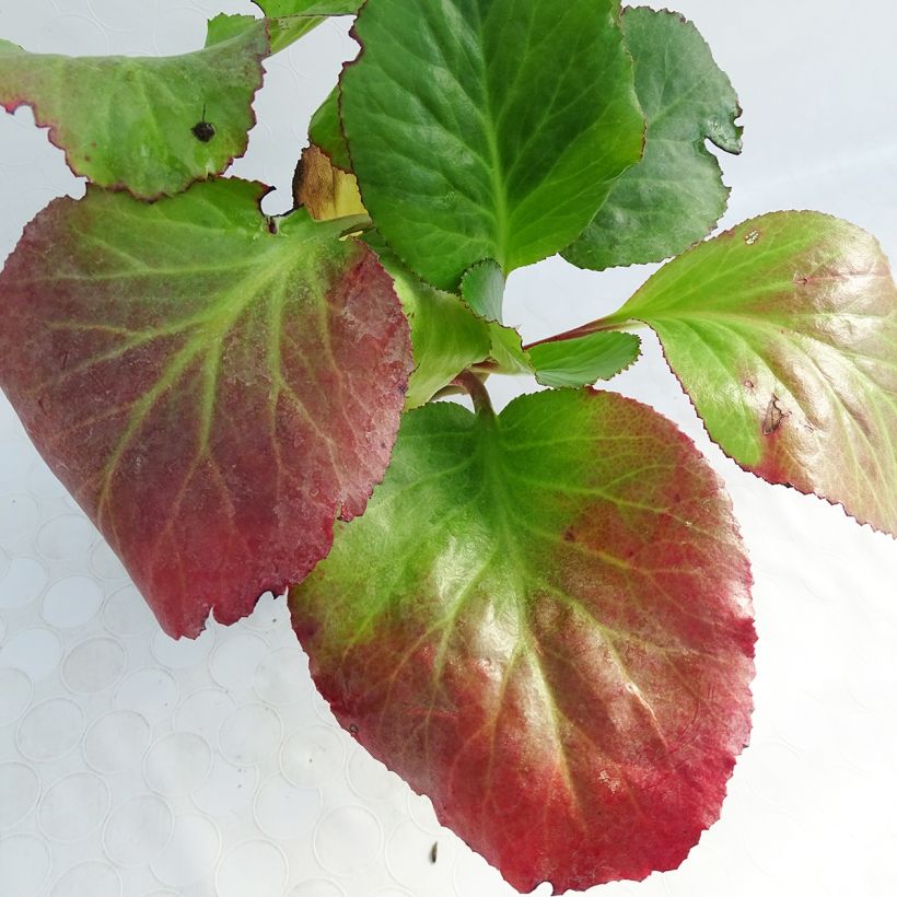 Bergénia Spring Fling (Foliage)