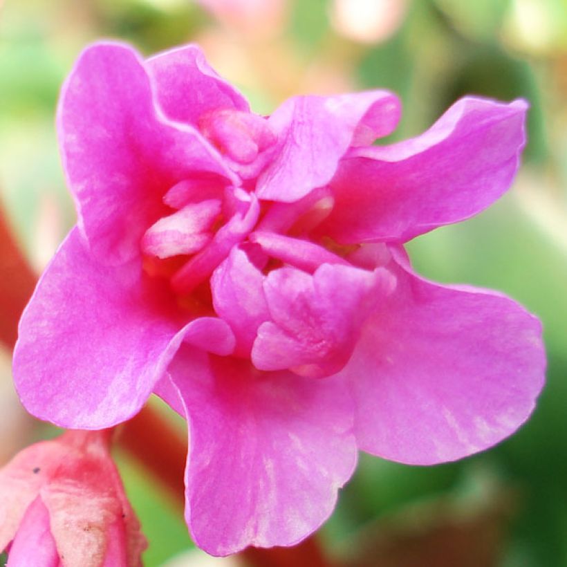 Bergenia cordifolia - Plante des savetiers (Flowering)