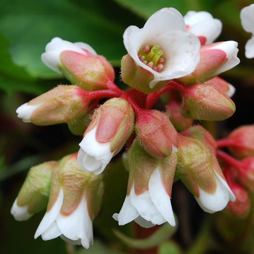 Bergenia cordifolia Silberlicht - Plante des savetiers (Flowering)