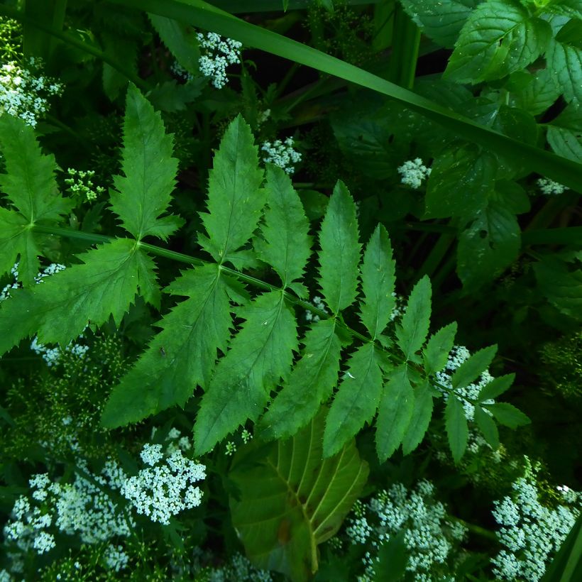 Berula erecta - Berle dressée, Cresson sauvage (Foliage)