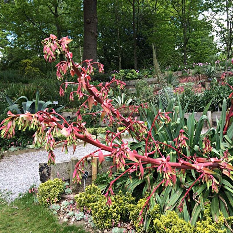Beschorneria  Quicksilver - Lis du Mexique (Flowering)